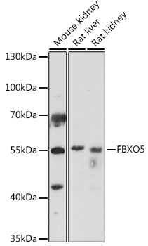 FBXO5 Rabbit pAb