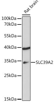 SLC39A2 Rabbit pAb