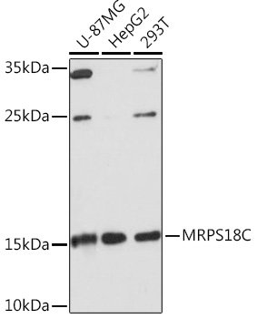 MRPS18C Rabbit pAb