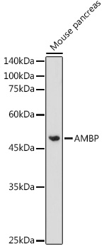 AMBP Rabbit pAb