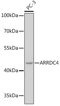 ARRDC4 Rabbit pAb