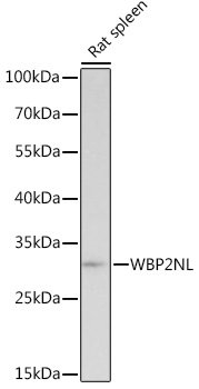 WBP2NL Rabbit pAb