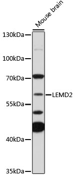 LEMD2 Rabbit pAb