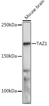 TAZ1 Rabbit pAb