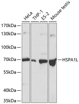 HSPA1L Rabbit pAb