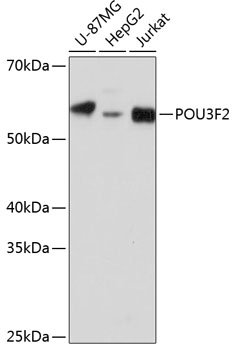 POU3F2 Rabbit pAb