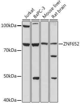ZNF652 Rabbit pAb