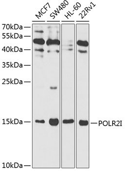 POLR2I Rabbit pAb