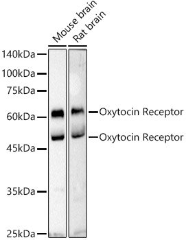 Oxytocin Receptor Rabbit pAb