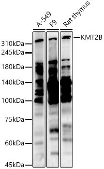 KMT2B Rabbit pAb