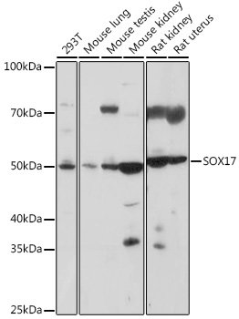 SOX17 Rabbit pAb
