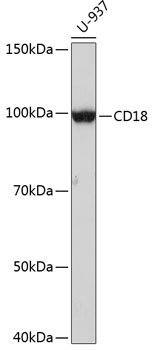 CD18 Rabbit mAb
