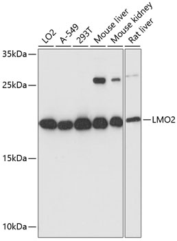 LMO2 Rabbit pAb
