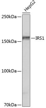 IRS1 Rabbit mAb