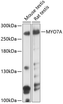 MYO7A Rabbit pAb