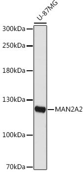 MAN2A2 Rabbit pAb