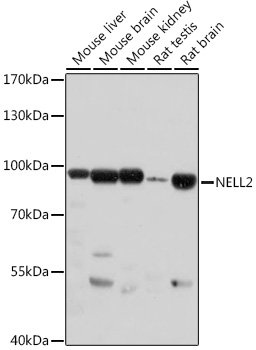 NELL2 Rabbit pAb