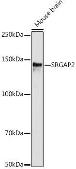 SRGAP2 Rabbit pAb