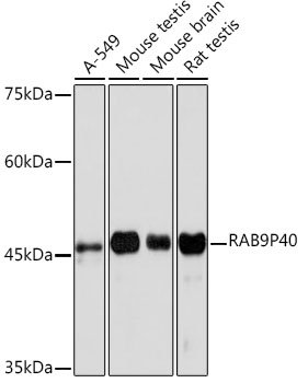 RAB9P40 Rabbit mAb