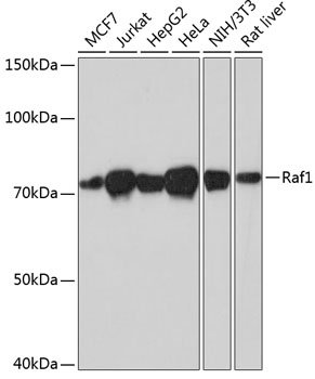 Raf1 Rabbit mAb