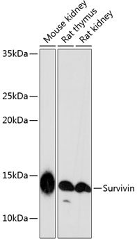 Survivin Rabbit mAb