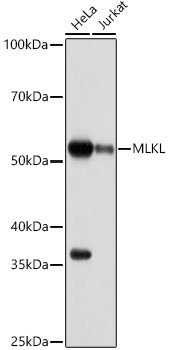 MLKL Rabbit mAb