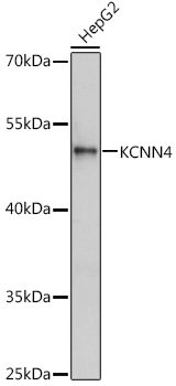 KCNN4 Rabbit pAb