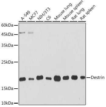 Destrin Rabbit mAb