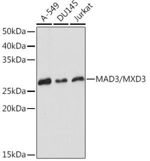 MAD3/MXD3 Rabbit mAb