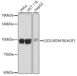 LSD2/KDM1B/AOF1 Rabbit mAb