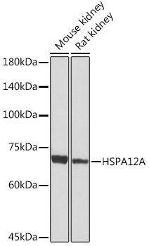 HSPA12A Rabbit mAb