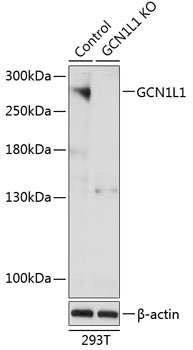 [KO Validated] GCN1L1 Rabbit pAb