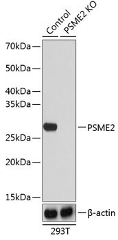 [KO Validated] PSME2 Rabbit pAb