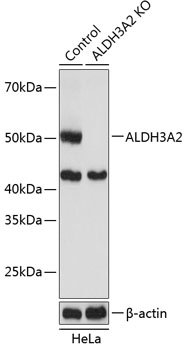 [KO Validated] ALDH3A2 Rabbit pAb