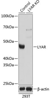 [KO Validated] LYAR Rabbit pAb