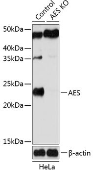 [KO Validated] AES Rabbit pAb