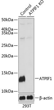 [KO Validated] ATPIF1 Rabbit pAb