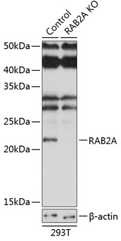 [KO Validated] RAB2A Rabbit pAb