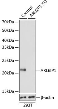 [KO Validated] ARL6IP1 Rabbit pAb