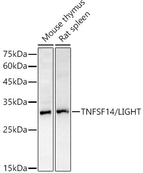 TNFSF14/LIGHT Rabbit pAb