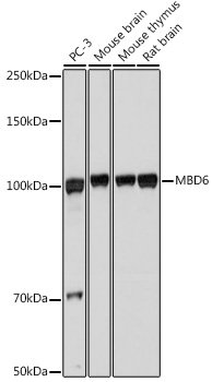 MBD6 Rabbit pAb