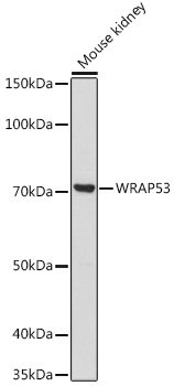 WRAP53 Rabbit pAb