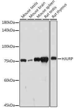 HJURP Rabbit pAb