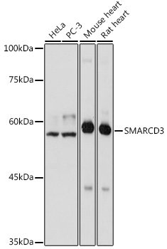 SMARCD3 Rabbit pAb