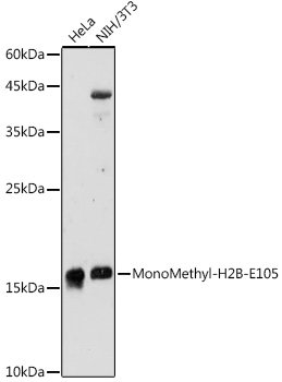 MonoMethyl-H2B-E105 Rabbit pAb