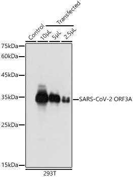 SARS-CoV-2 ORF3A Rabbit pAb