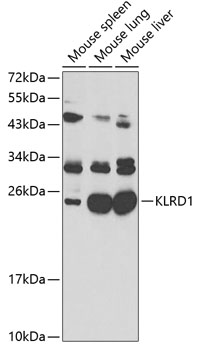 KLRD1 Rabbit pAb
