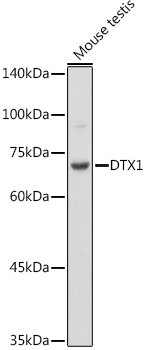 DTX1 Rabbit pAb