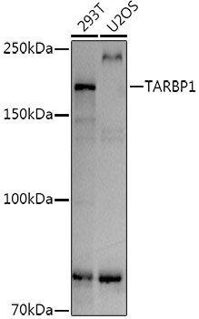 TARBP1 Rabbit pAb