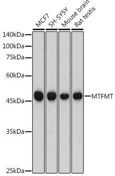 MTFMT Rabbit pAb
